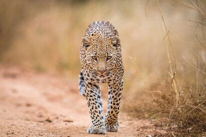 Kruger National Park South Africa