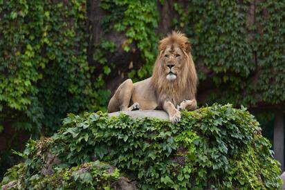 Lincoln Park Zoo Chicago - Lowest Flight Fares Lincoln Park Zoo Chicago
