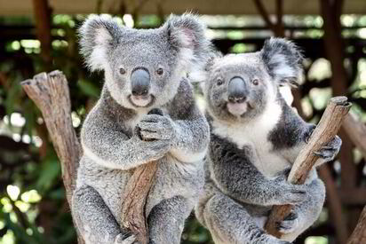 Lone-Pine-Koala-Sanctuary-australia