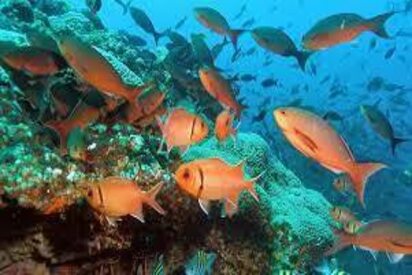 Malvan Marine Sanctuary Chipi