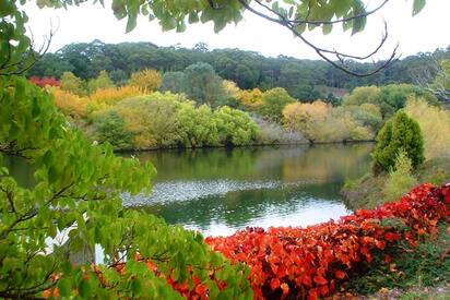 Mount Lofty Botanic Garden Charleston