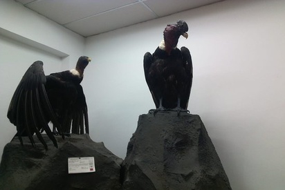 Museo-de-Historia-Natural Popayán