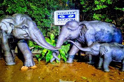 Night Safari Nocturnal Wildlife Park Singapore - Lowest Flight Fares Night Safari Nocturnal Wildlife Park Singapore