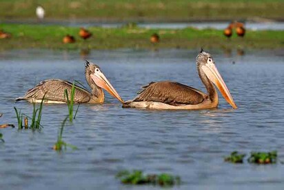 Pobitora Wildlife Sanctuary guwahati