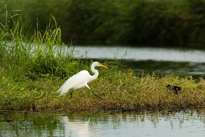 San Jose’s Estuary and Bird Sanctuary