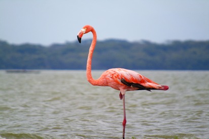 Santuario de Fauna y Flor Los Flamencos