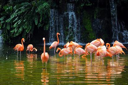 Singapore Zoo