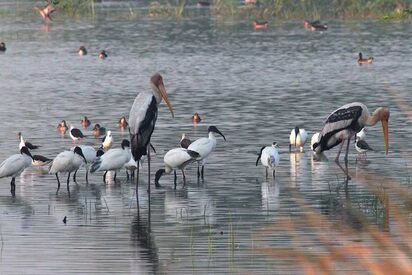 Sultanpur National Park - Lowest Flight Fares Sultanpur National Park