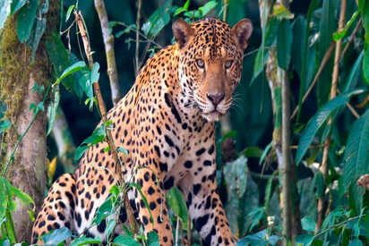 Zoologico-El-Jaguar-Maldonado