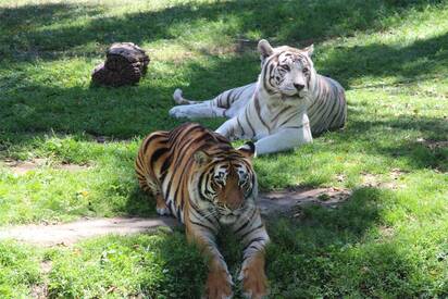 Zoológico de Guadalajara