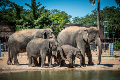 Zoo de Houston