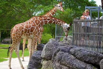 Zoologico de Miami miami