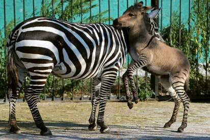 Zoológico de Reynosa - Lowest Flight Fares Zoológico de Reynosa