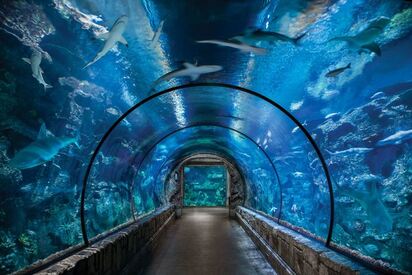 Acuario Shark Reef Las Vegas 