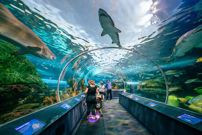 Acuario de Ripley de Canada Toronto