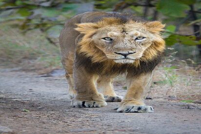 Barda Hills Wildlife Sanctuary Porbandar - Lowest Flight Fares Barda Hills Wildlife Sanctuary Porbandar