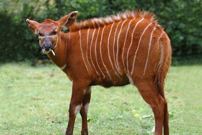 Dinder National Park Sudan - Lowest Flight Fares Dinder National Park Sudan