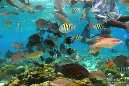 El Acuario san andres Island 