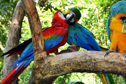 Guiraoga Puerto Iguazú 