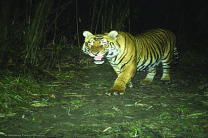Jigme Dorji National Park Bhutan - Lowest Flight Fares Jigme Dorji National Park Bhutan