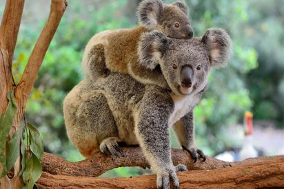 Lone Pine Koala Sanctuary Brisbane