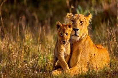 Masai Mara National Reserve Africa