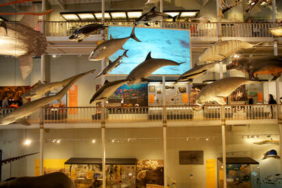 National Museum of Scotland Edinburgh 