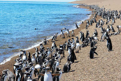 Peninsula Valdes Puerto Madryn - Lowest Flight Fares Peninsula Valdes Puerto Madryn