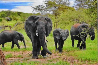 Serengeti National Park Africa