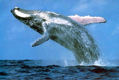 Ver a las ballenas en Nuquimar