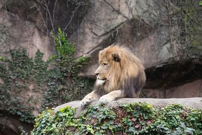 Zoo de Lincoln Chicago