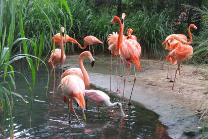 Zoológico Barranquilla 