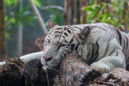 Zoológico de Barranquilla