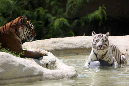 Zoológico de Cali