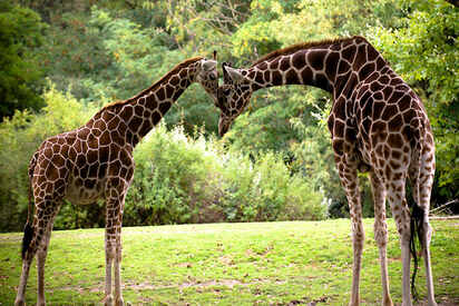 Woodland Park Zoo seattle