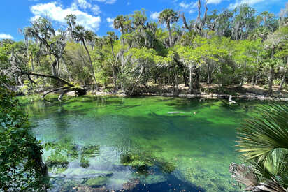 Blue Spring State Park orlando