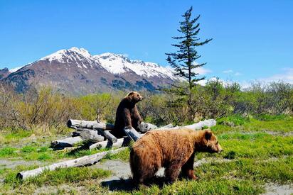 Alaska Wildlife Conservation Center Anchorage