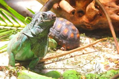 Barbados Wildlife Reserve barbados