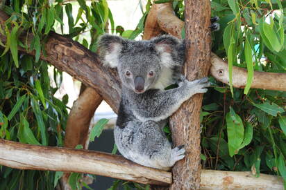 Billabong Sanctuary Townsville 