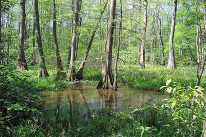 Bluebonnet Swamp Nature Center Baton Rouge