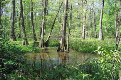 Bluebonnet Swamp Nature Center Baton Rouge 