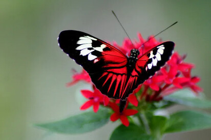 Butterfly World