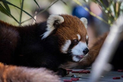 Calgary Zoo