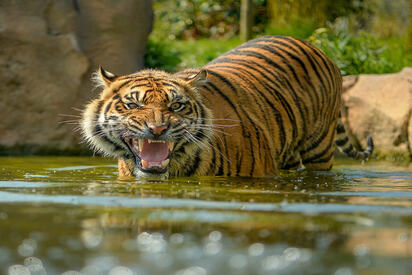 Chester Zoo