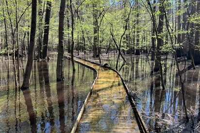 Congaree National park