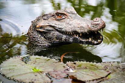 Crococun Cancun 