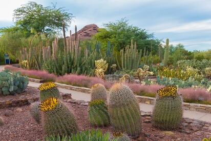 Desert Botanical Garden Phoenix