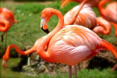 Flamingo Gardens and Wildlife Sanctuary