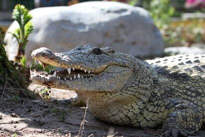 Gatorland Orlando