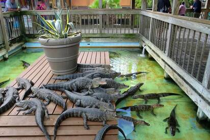 Gatorland Orlando